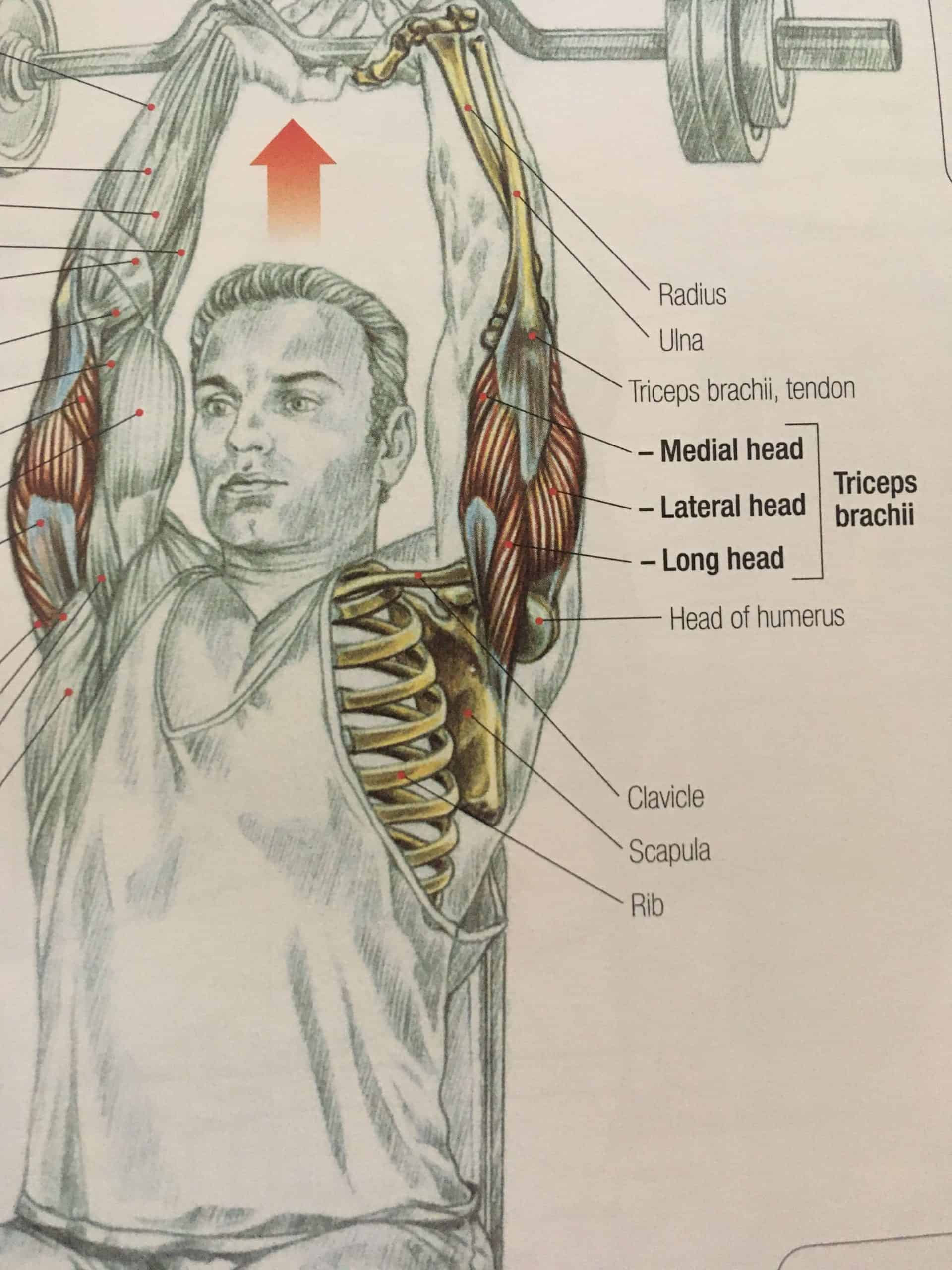 how-long-does-it-take-to-get-bigger-triceps-grow-them-faster-bodies