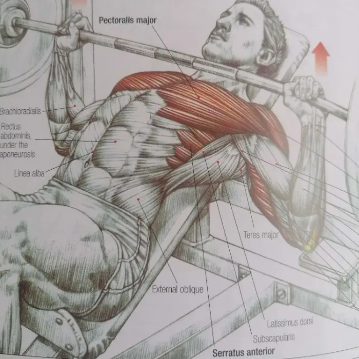 Why You Have Sore Lats After PushUps Bodies By Byrne